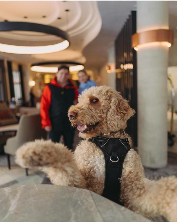 Domácí mazlíčci ubytovaní s hosty v ubytování Le Westin Tremblant