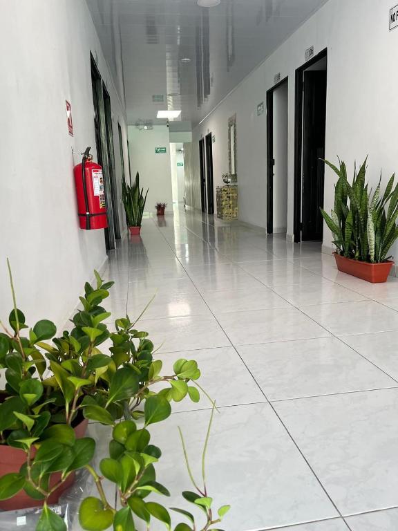 Fotografie z fotogalerie ubytování HOTEL KINDI Orito v destinaci Orito