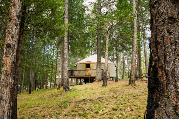 eine Jurte inmitten eines Waldes mit Bäumen in der Unterkunft Yosemite Lakes Hillside Yurt 14 in Harden Flat