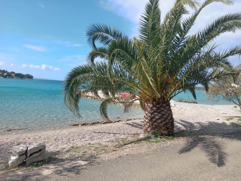a palm tree on a sandy beach next to the ocean at Blue Lagoon Apartment Gold in Lovište