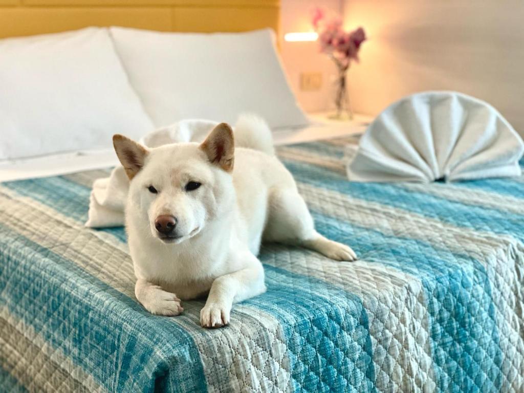 Domácí mazlíčci ubytovaní s hosty v ubytování Hotel Crystal anche con spiaggia inclusa ALL INCLUSIVE