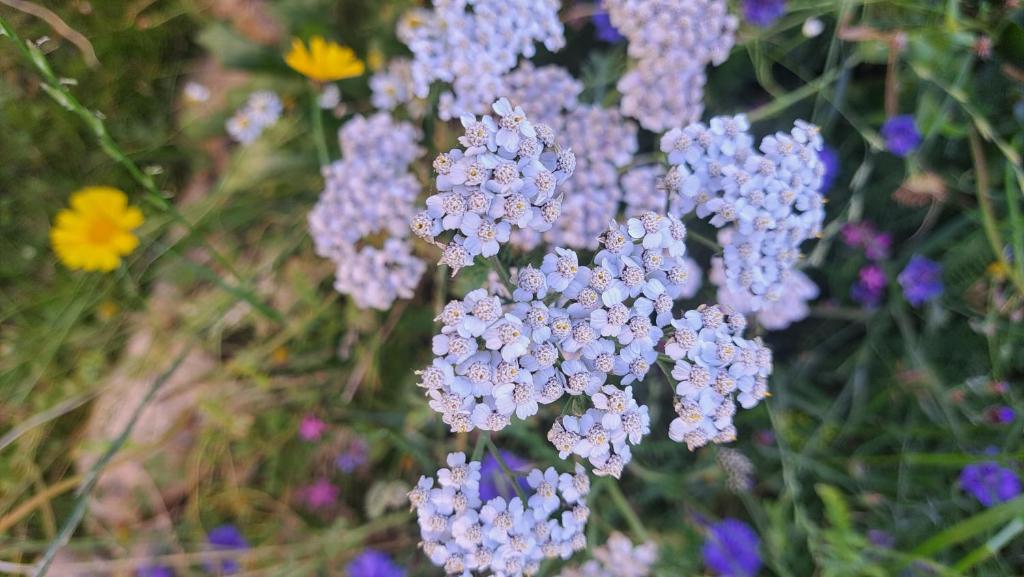 a bunch of purple flowers in a field at Cliff Cottage in Valtos