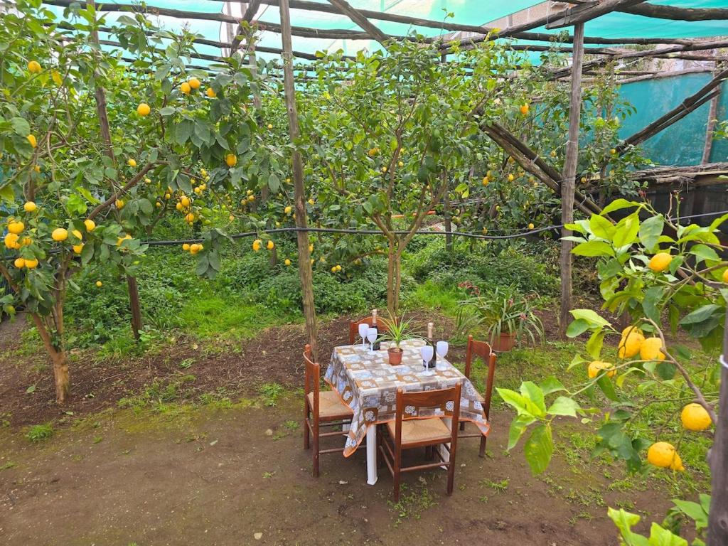 a table in an orchard with an orange tree at The house in the green in Piano di Sorrento