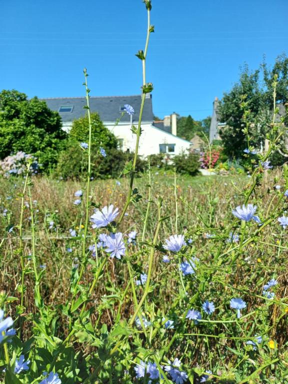 a field of blue flowers in the grass at O'TY'ZOISEAUX - Plus proche de la nature - Meublé tourisme classé 4 étoiles in Scaër