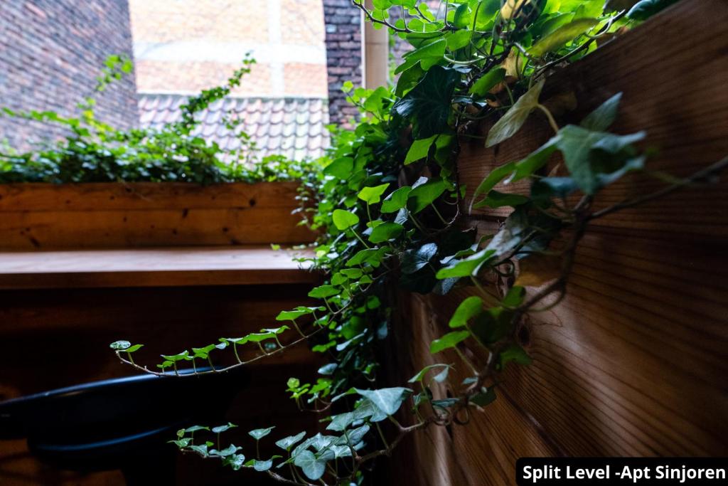 une plante pousse sur un mur à côté d'une fenêtre dans l'établissement Cityhome Antwerp Historic Center, à Anvers
