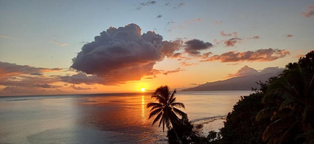a sunset over the ocean with a palm tree at Maui Homestay Vue Océan Exceptionnelle &amp; Baleines en Saison in Tohautu