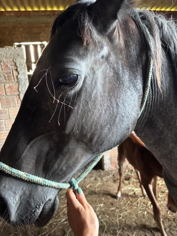 a person holding the bridle of a black horse at Casa de Campo in Guaíba