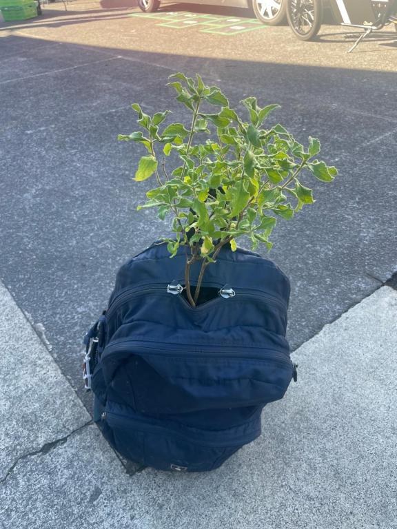 Hideaway on the Avenues - Resim 41