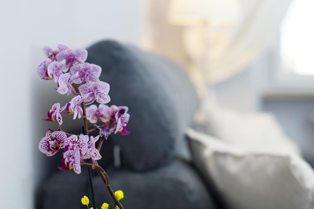 un fiore viola seduto sopra un divano di Casa Floriana Castello a Torino