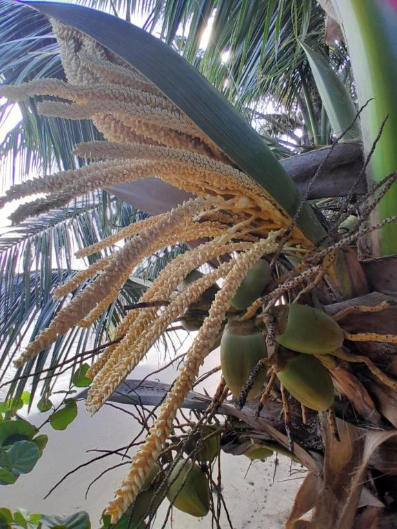Fare pae tatahi, Afaahiti - photo 12 - Tahiti, Polynésie