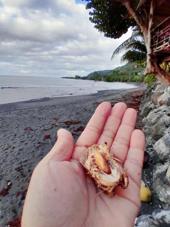 Fare pae tatahi, Afaahiti - photo 9 - Tahiti, Polynésie