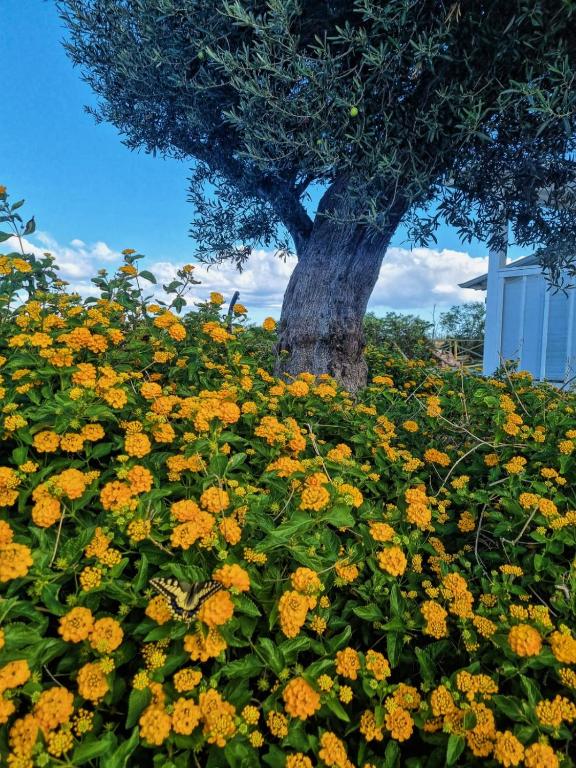 Zahrada ubytování Agricampeggio Alessandra