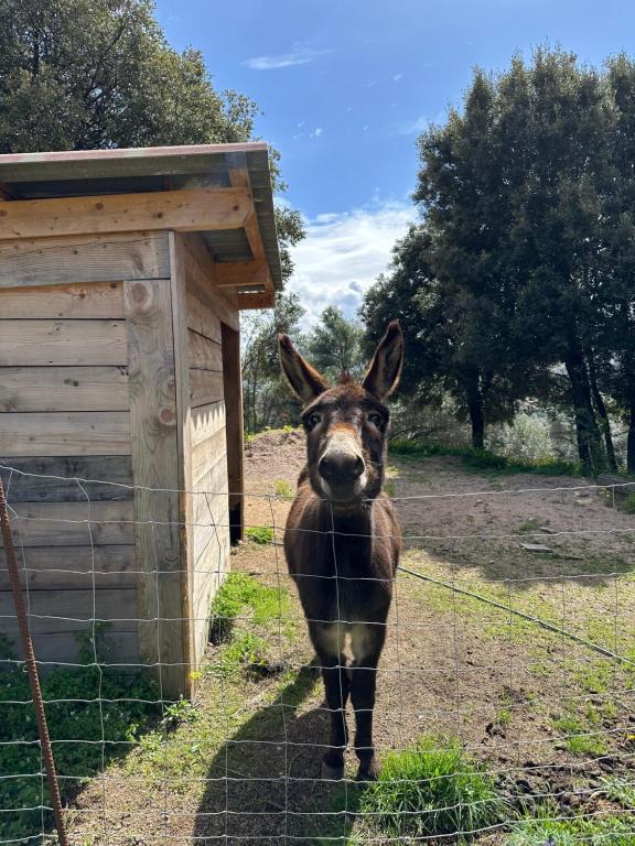 Zvieratá v dovolenkovom dome alebo blízkom okolí