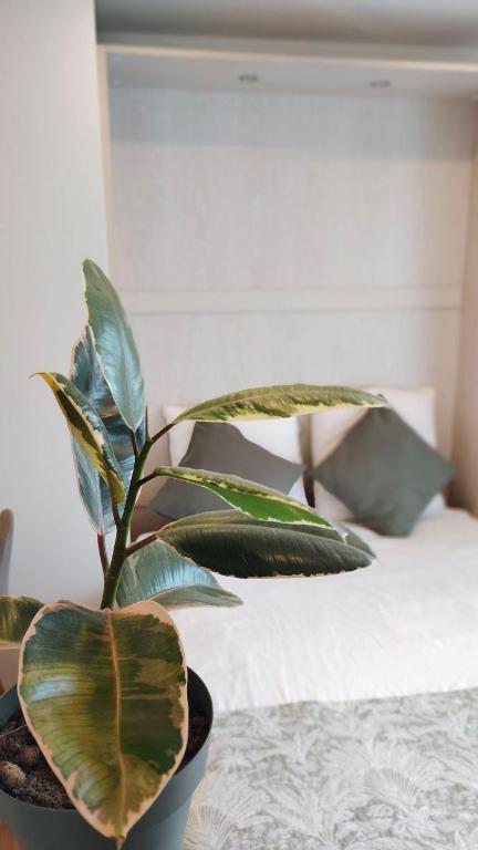 une plante assise sur une table à côté d'un lit dans l'établissement La villa baie du lac les pins, à Biscarrosse
