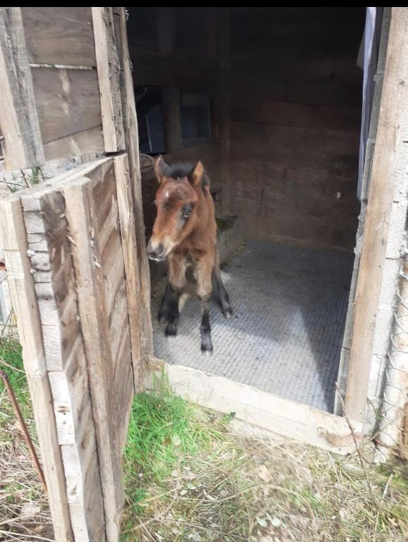Zvieratá v apartmáne alebo blízkom okolí