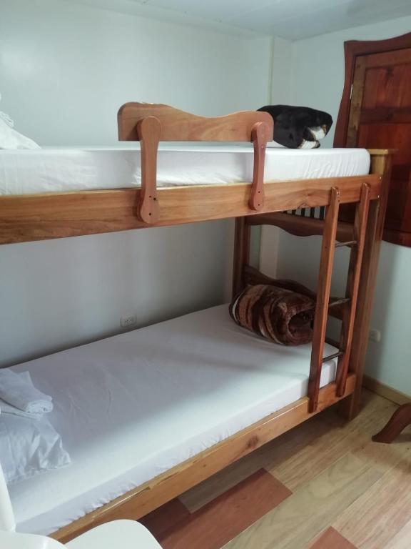 two cats sitting on top of a bunk bed at Elizabetha Hostal in Salento