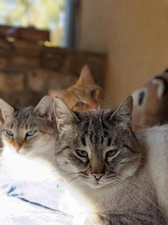 Domácí mazlíčci ubytovaní s hosty v ubytování Le Chat Blanc