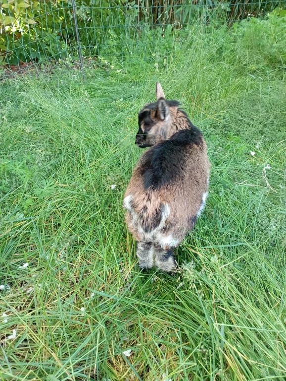 Domácí mazlíčci ubytovaní s hosty v ubytování Le Chat Blanc