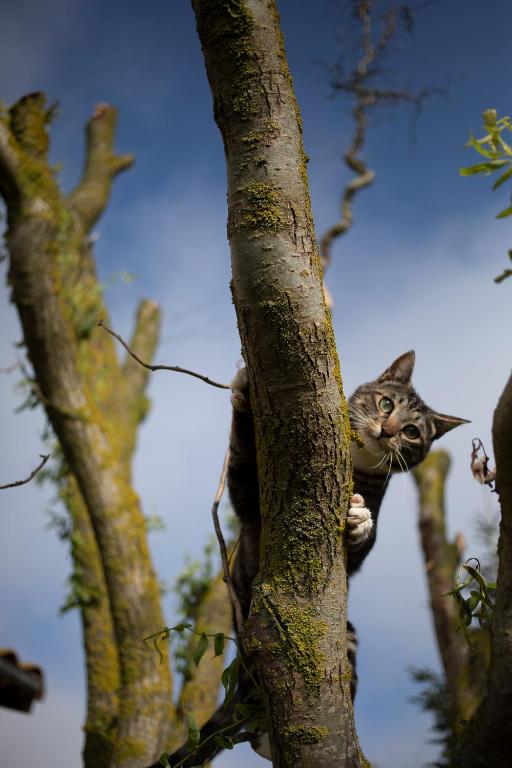 Fotografie z fotogalerie ubytování Le Chat Blanc v destinaci Versols-et-Lapeyre