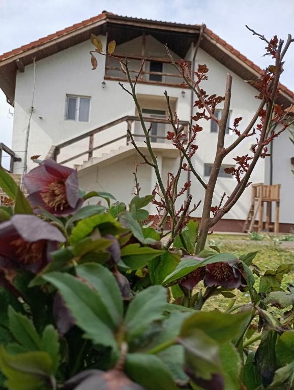 a house in the background with a plant at Casa Gheorghe in Balabancea