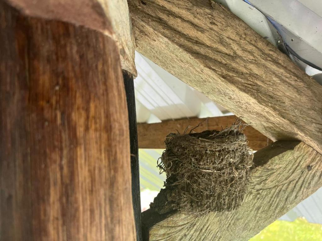 a bird nest sitting on top of a wooden beam at Hostal Ariantiy in Pepino