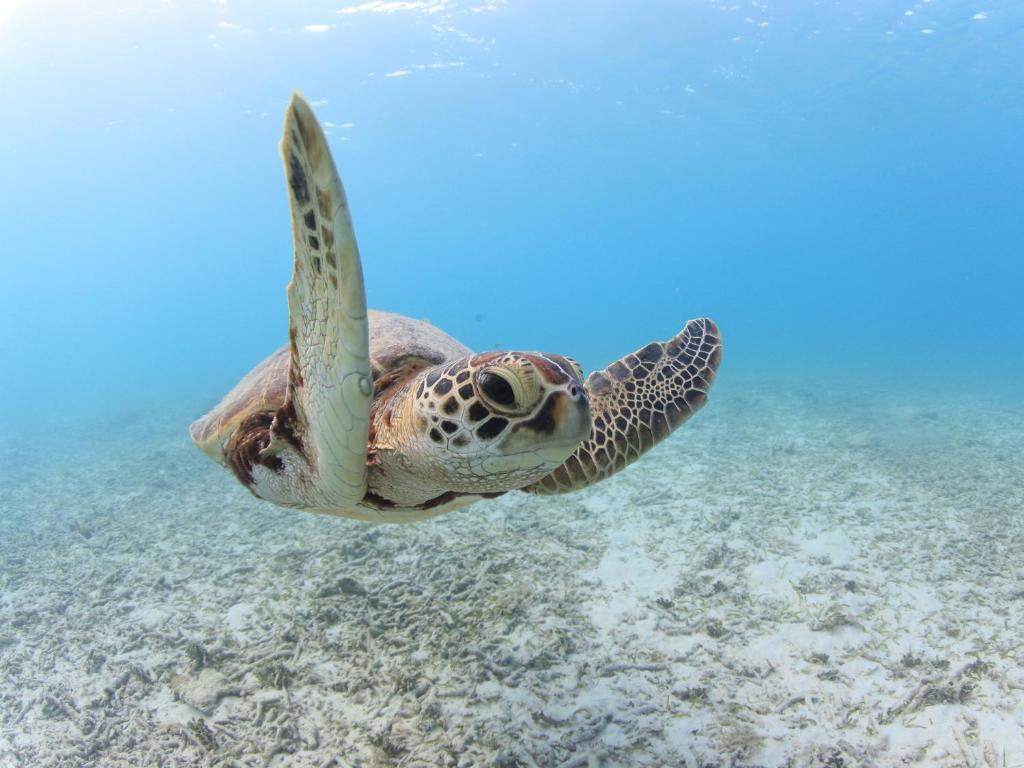 a green sea turtle swimming in the water at Tokashiku Marine Villege in Tokashiki