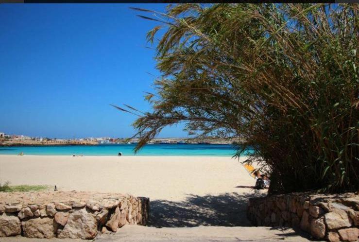 a view of a beach with a tree and the ocean at MiraMare in Lampedusa
