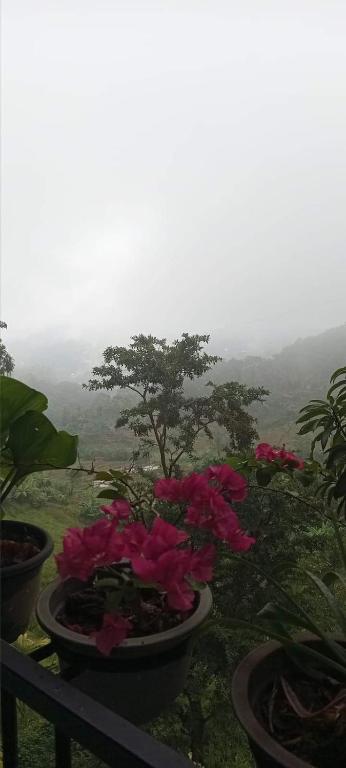 Zahrada ubytování Kandy IVY Mountain View Resort