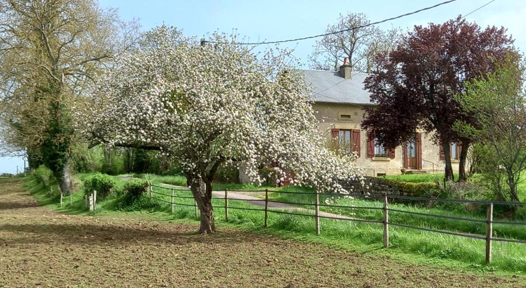 un arbre aux fleurs blanches devant une maison dans l'établissement L'Ouche Grillée-Charming renovated countryside cottage-Wifi gratuit, à Saint-Gratien-Savigny