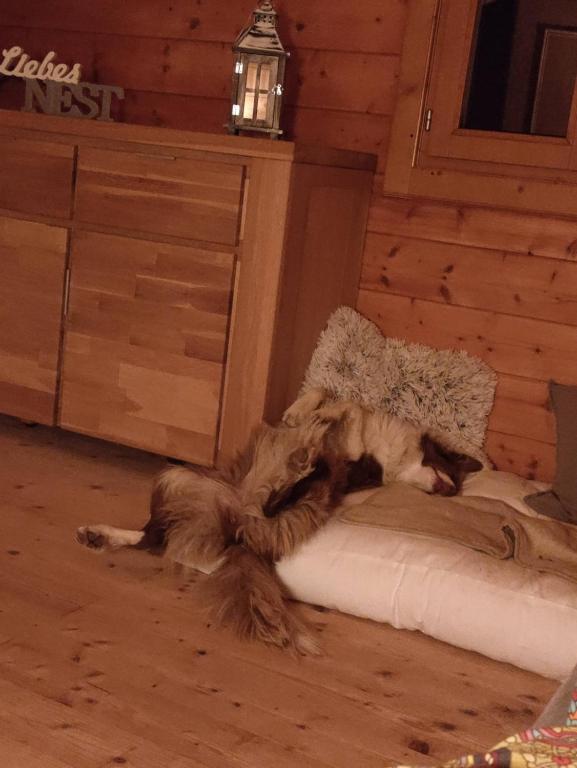Foto sihtkohas Oberweinberg asuva majutusasutuse Knusperhäuschen mit Wellness-Oase galeriist