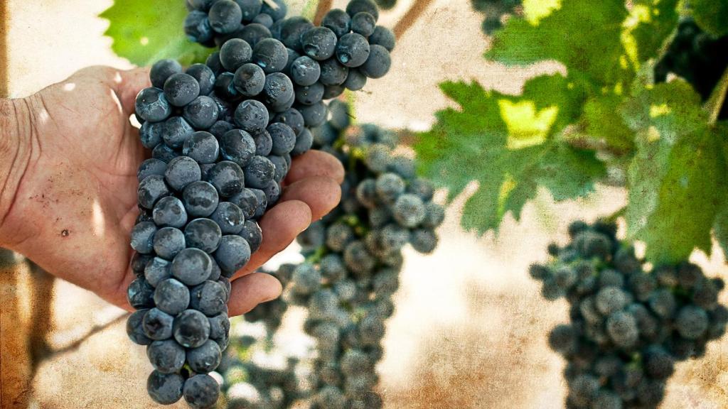 a person holding up a bunch of grapes at Albergo 'La Vigna' in Procida