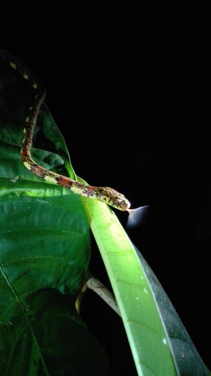 Fotografie z fotogalerie ubytování Danta Corcovado Lodge v destinaci Rincón