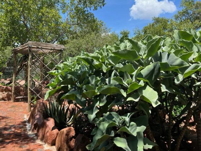 a large group of plants in a garden at Kolobeng Cottages in Gaborone