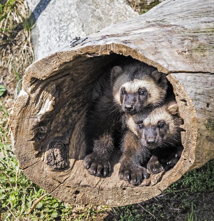 Zvířata v rezortu nebo okolí