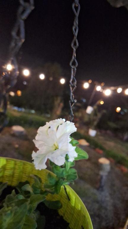 a white flower in a pot with lights in the background at Hostal Vista Boquete in Bajo Boquete