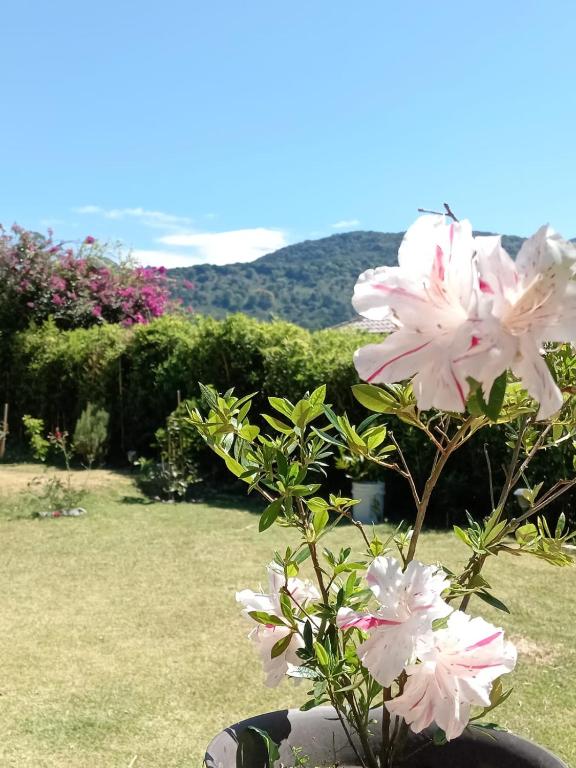 a vase filled with pink flowers in a yard at Hostal Vista Boquete in Bajo Boquete