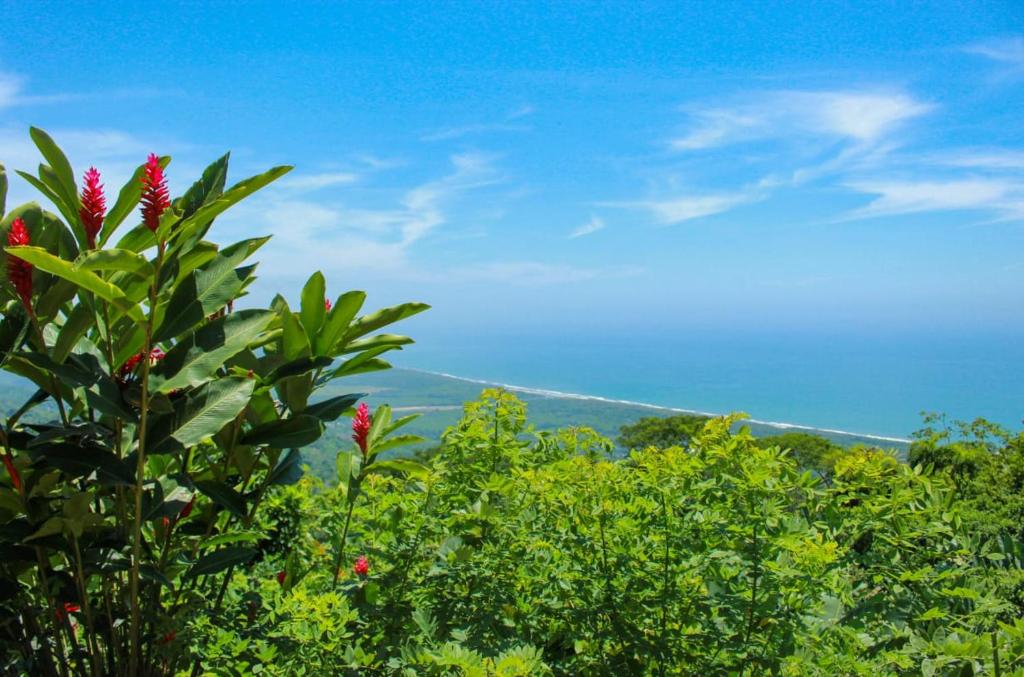 un gruppo di alberi con vista sulle montagne di Mirador Hostal Sierra Nevada Santa Marta a Santa Marta