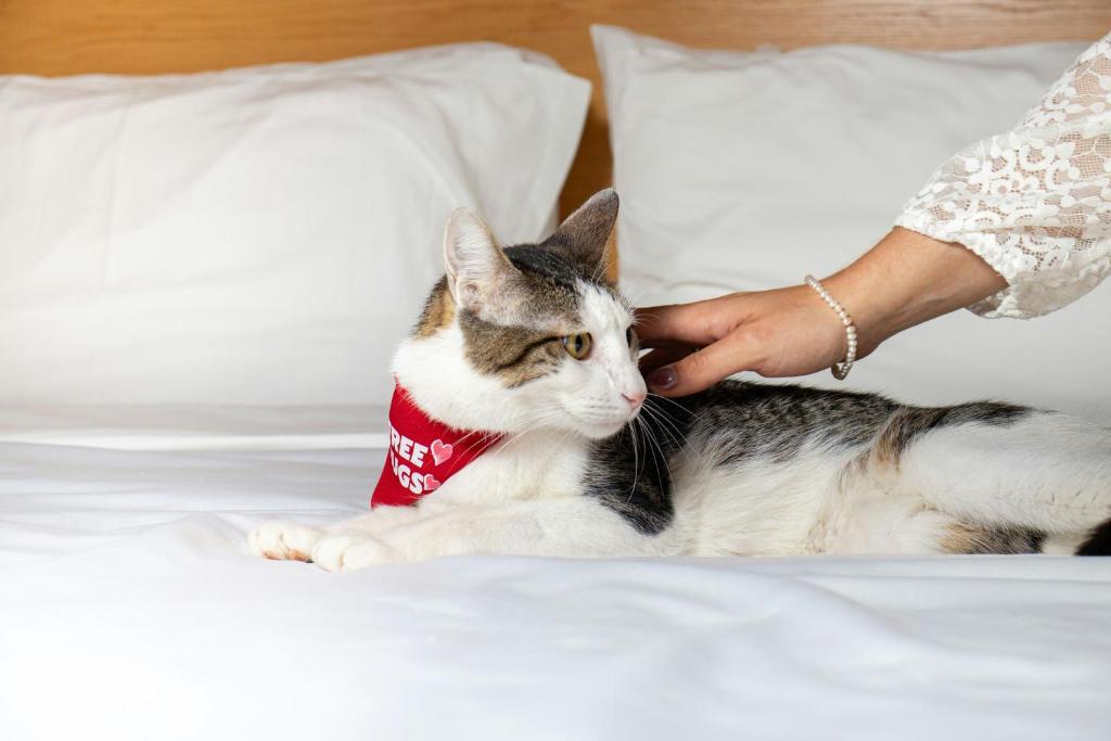 Pet ou pets ficando com hóspedes em Four Points by Sheraton Cancun Centro