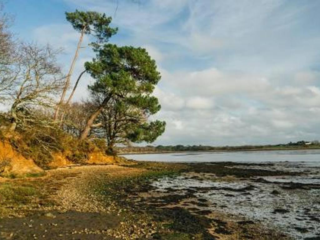 deux arbres sur la rive d’une masse d’eau dans l'établissement Maison spacieuse près de la forêt avec 3 ch. et WIFI - Nostang - FR-1-397-84, à Nostang