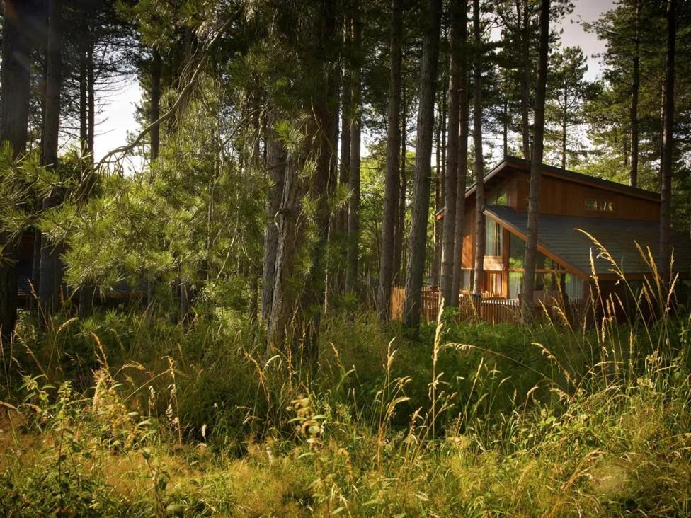 a cabin in the woods with tall grass and trees at Thorpe Forest Cabins - Forest Holidays in Thetford
