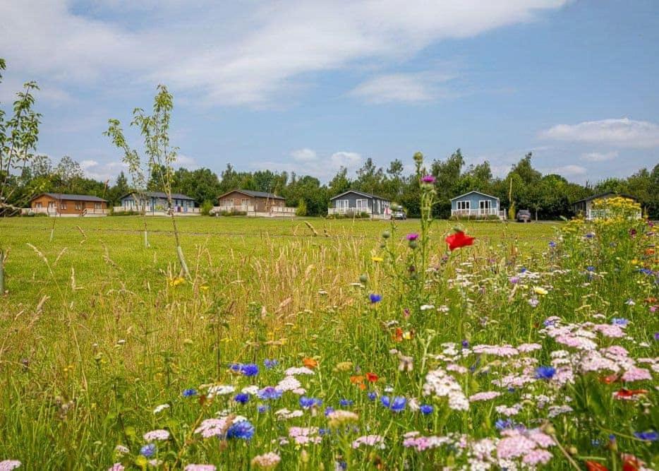 a field of flowers in a field with houses at Otters Mead Boutique Lodges in Beetley