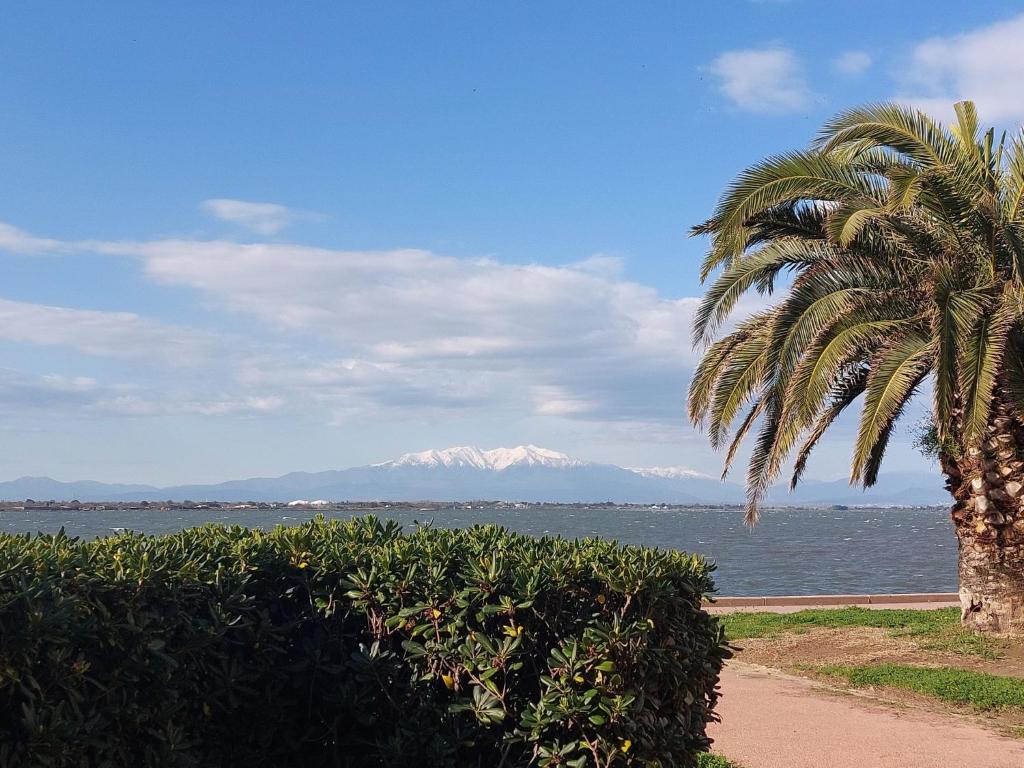 un palmier à côté de l'eau avec une montagne dans l'établissement Apartment Dominica-6 by Interhome, au Barcarès