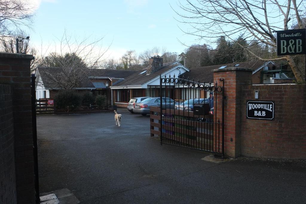 un perro parado en una entrada junto a una puerta de hierro en Woodville B&B, en Bray