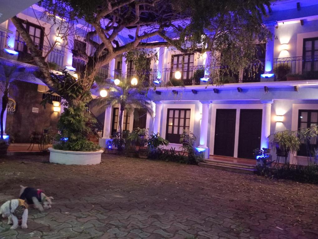 Domácí mazlíčci ubytovaní s hosty v ubytování Hotel El Patio