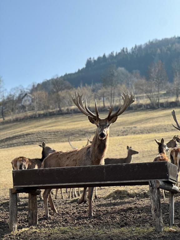 Zvířata v hotelu nebo okolí