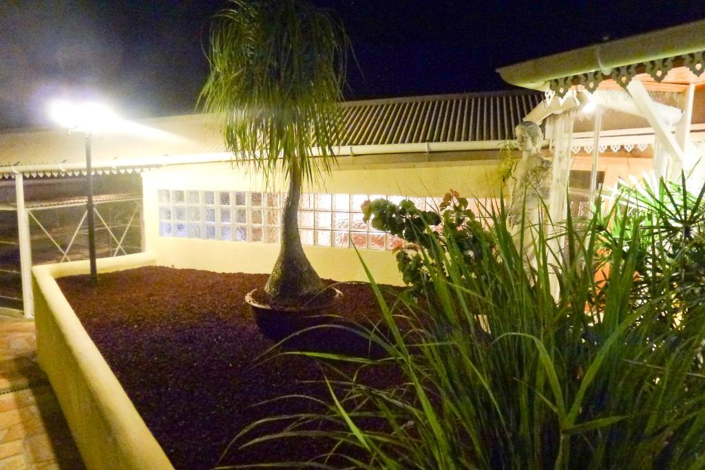 a garden with a palm tree and plants at night at La Résidence des Caféiers - Le Tampon in Le Tampon