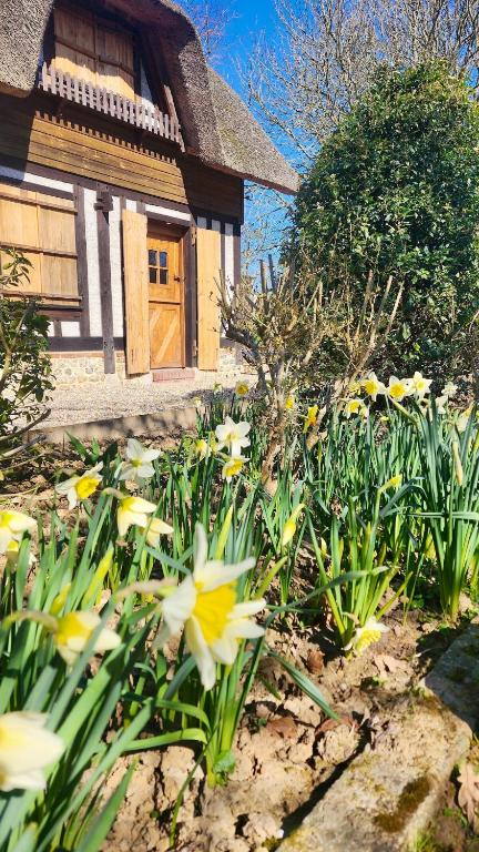 un jardin de fleurs jaunes et blanches devant une maison dans l'établissement Waves and Grooves, à Saint-Martin-aux-Buneaux