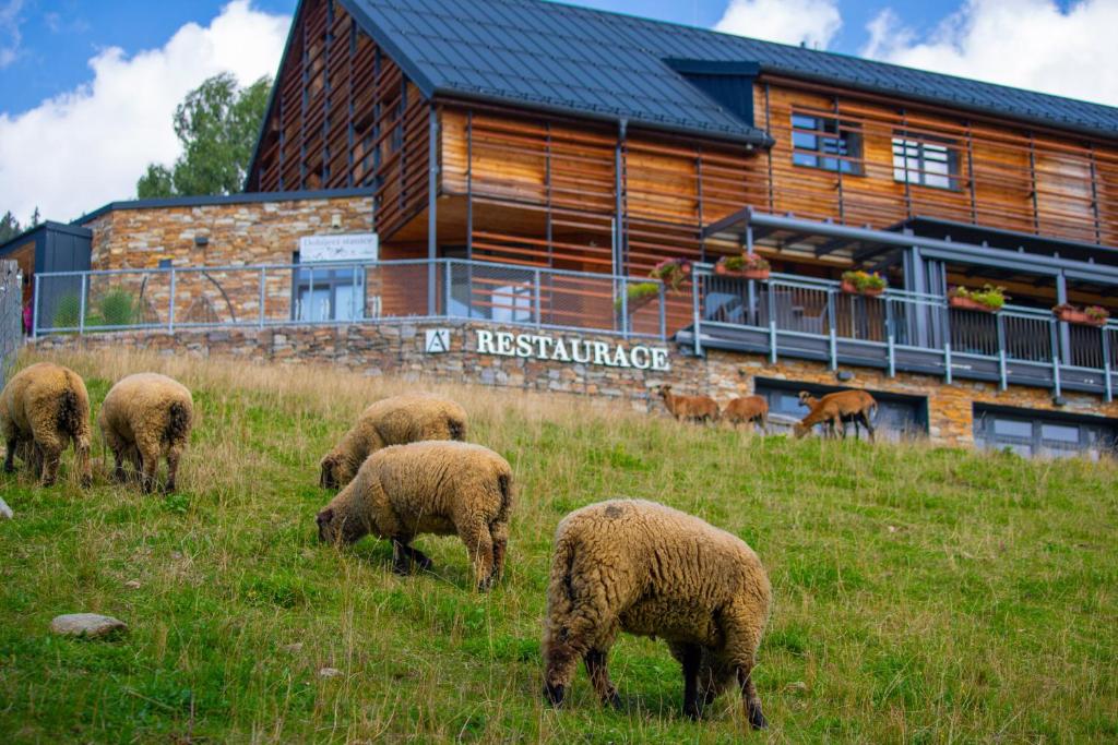 Zvířata v hotelu nebo okolí