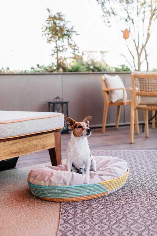 Brach Paris - Evok Collection - Resim 45