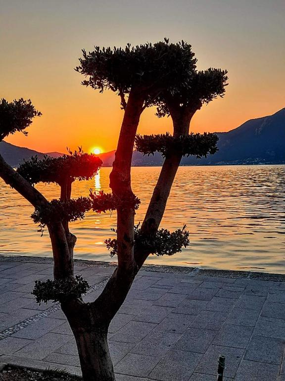 a tree in front of a body of water at Duomo Apartment in Iseo